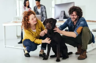 So halten Sie die Haut Ihres Haustieres mit richtiger Pflege gesund