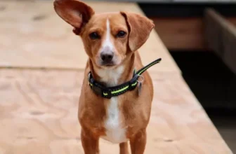 Eine neue Art, Ihr Haustier sicher und gesund zu halten