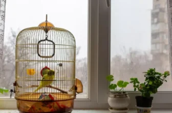 Tipps zum Übergang von Vögeln in einen neuen Käfig